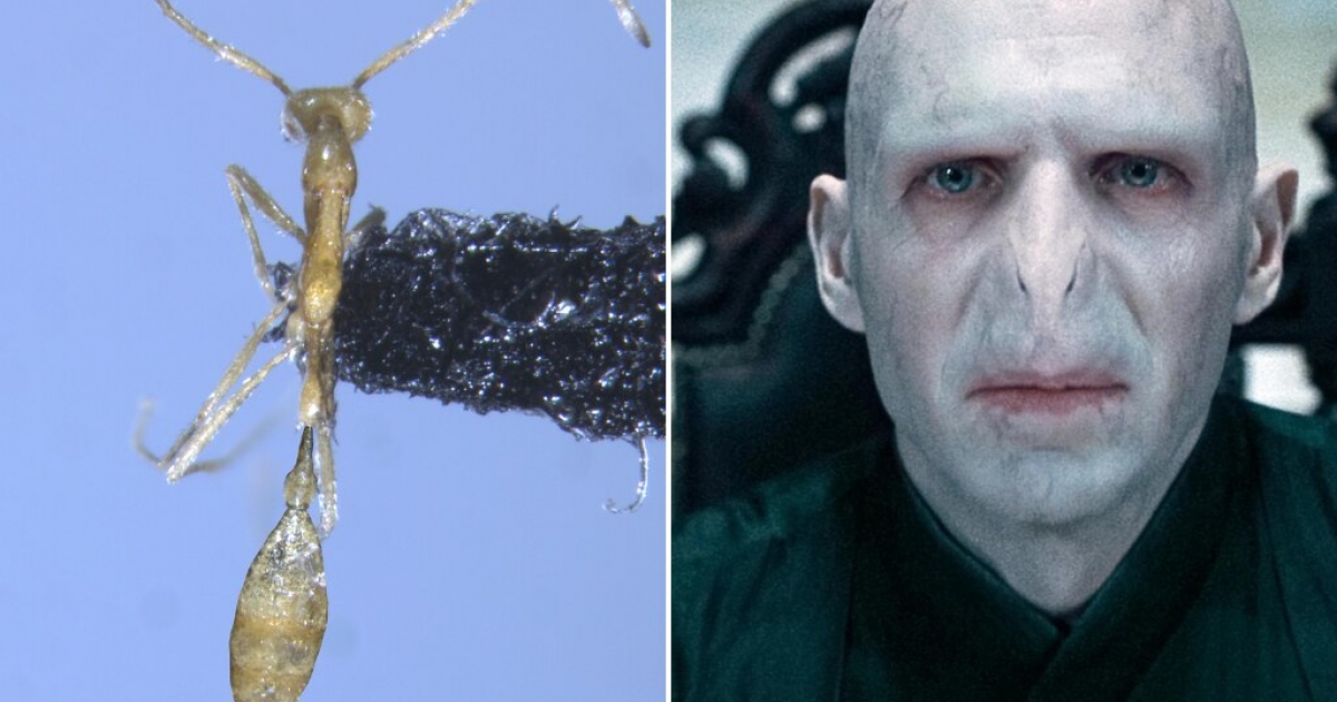 Mrówka Voldemorta